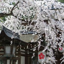 魁(さきがけ)桜。早く咲く桜です。