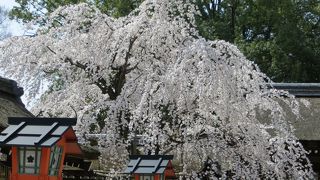 桜の名所。見逃せませんが、屋台が興ざめ。