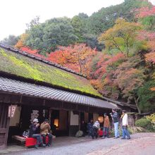 平野屋です。紅葉は嵐山より早く色づきます。