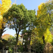イチョウの木の黄色。綺麗です。