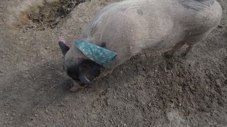 もくもくファーム