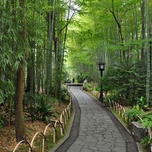 こちらがメインの散策路、癒やされます。