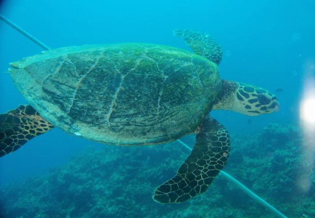 もちろんウミガメもいます