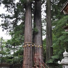 この立派な杉の木の子が一つになっている！「子宝の杉」