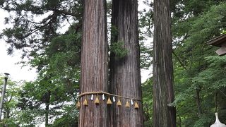 立派なすぎがとても多く、中でも子宝の杉！