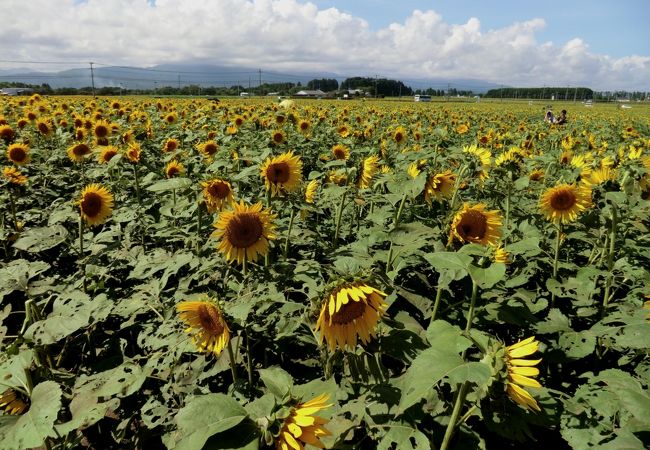 宮崎県農業科学公園ルピナスパーク