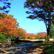 春夏の緑、秋の紅葉もなかなかきれいな地元の公園