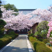 明治初期開港時イギリス領事館が置かれた 桜のきれいなお寺
