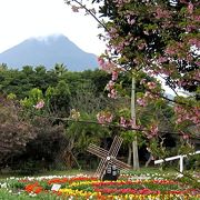 開聞岳も見れる花いっぱいの公園