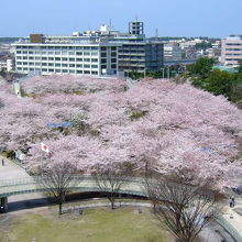 2012.4.20　桜の時期 屋上庭園より
