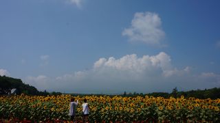 夏を感じられます