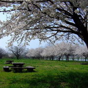 4月は桜咲く 鮭の遡上で知られる三面川の河川敷を利用してつくられた公園