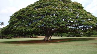 この木なんの木！感動です！！