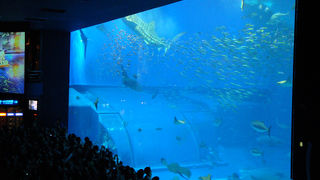 沖縄で水族館なら