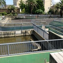 二代目イチロー