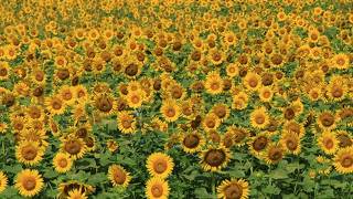 南光ひまわり畑