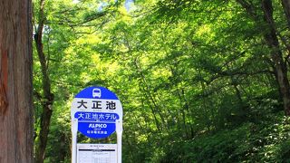 大正池から河童橋への散策道を歩きました。