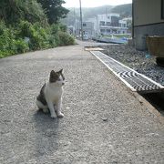 猫と釣り好きの楽園♪