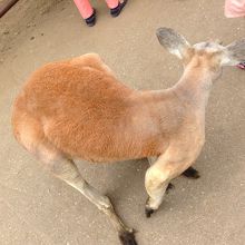 カンガルーもすぐ近くまできます。