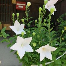 道沿いの民家の白い桔梗