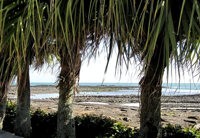 亜熱帯植物の間から見る「鬼の洗濯板」