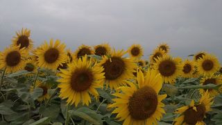 座間のひまわり祭り