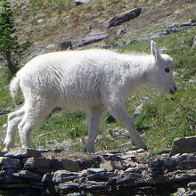 マウンテンゴートの子供