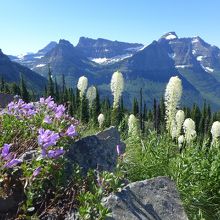 ベアグラスはグレイシャーの代表的な花