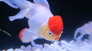 アートアクアリウム2012