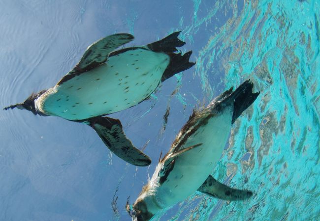 泳ぐペンギンさん