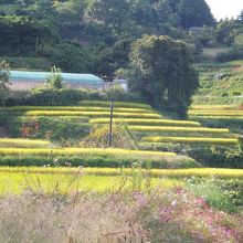 棚田地区　都市部の人にレンタルしており、さまざまなイベントも
