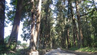 世界一の並木道。なのに穴場？