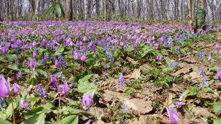 カタクリの群生地