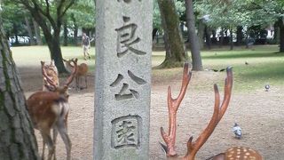 鹿と戯れて、心と体をリフレッシュ！