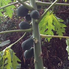 パパイヤ。自生してます。