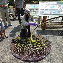 オニバスの説明