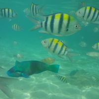 目の前の海は浅いところでも水族館状態