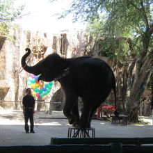 象のショーもいいです！