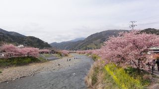 一足先に川沿いの満開の桜を