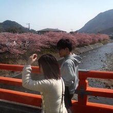 河津桜のピンク色だけが広がります。