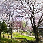 4月桜咲く イヨボヤ会館隣接の鮭公園 （The Murakami City Salmon Park）