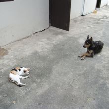 近くにいた犬猫