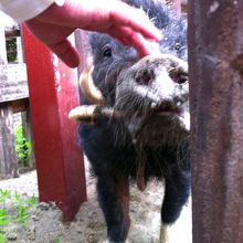 かわいいかわいいだいすけさん。