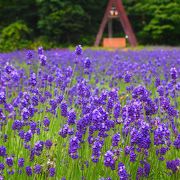 一面、紫色の絨毯!!　北海道の富良野まで行かなくても関東でラベンダー畑が見れます!