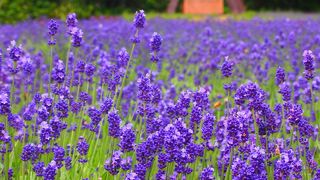 一面、紫色の絨毯!!　北海道の富良野まで行かなくても関東でラベンダー畑が見れます!