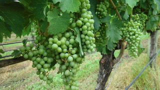 きれいなワイナリーでした。