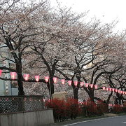 桜祭り