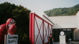 海亀の赤ちゃんがとても可愛かった