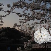 湖でみられる桜