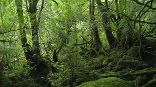 いまは苔むす森なんですね。